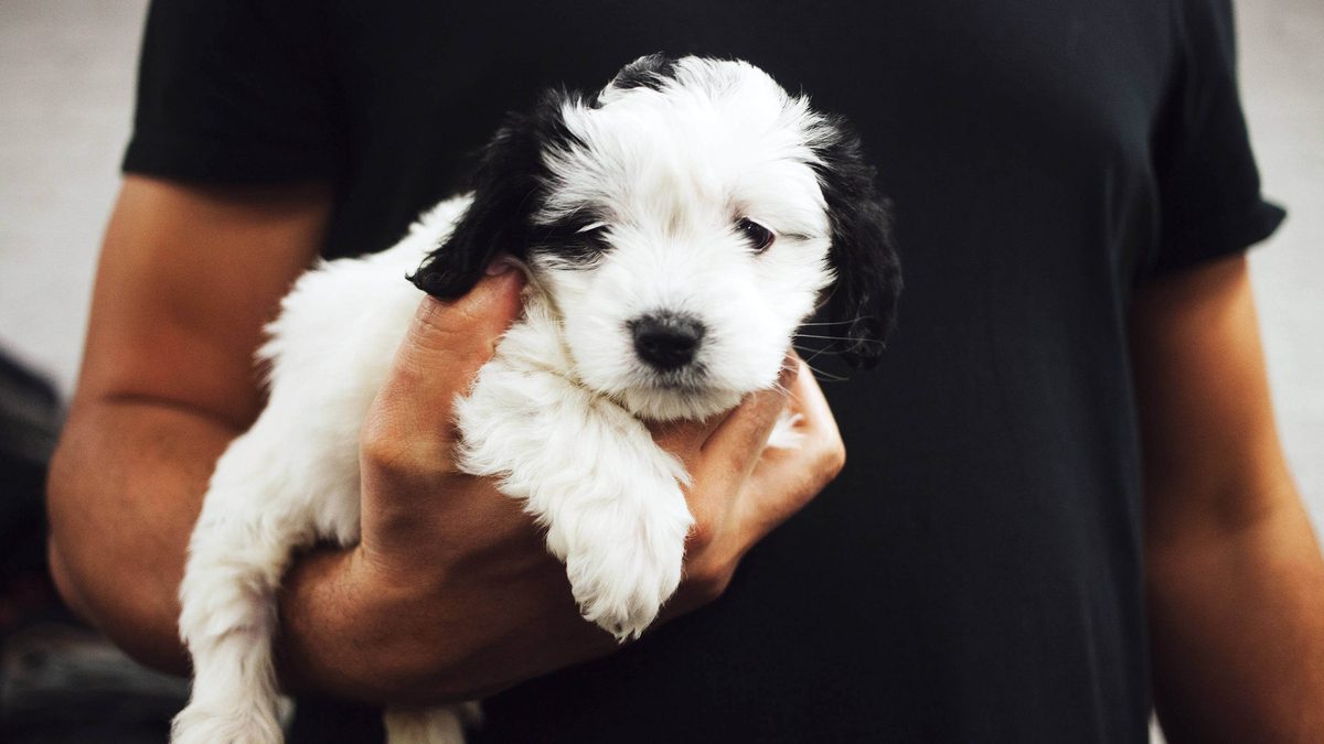 Your Dog May Save Your Sex Life