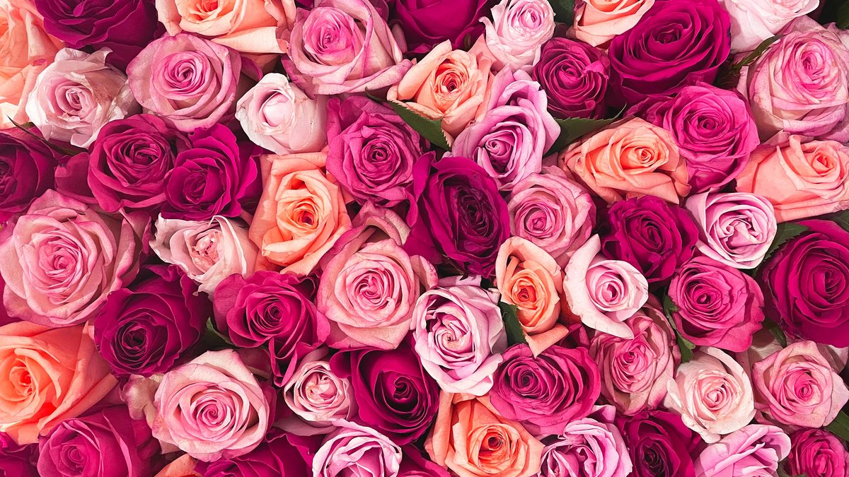 Louise Bordeaux loves the vibes of Kal Uchis’ ‘I Wish You Roses’