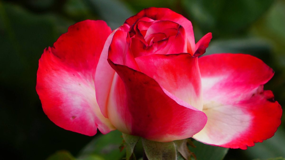 ‘Powerful’ Rose Vibrator Is Amazon’s Best-Selling Sex Toy