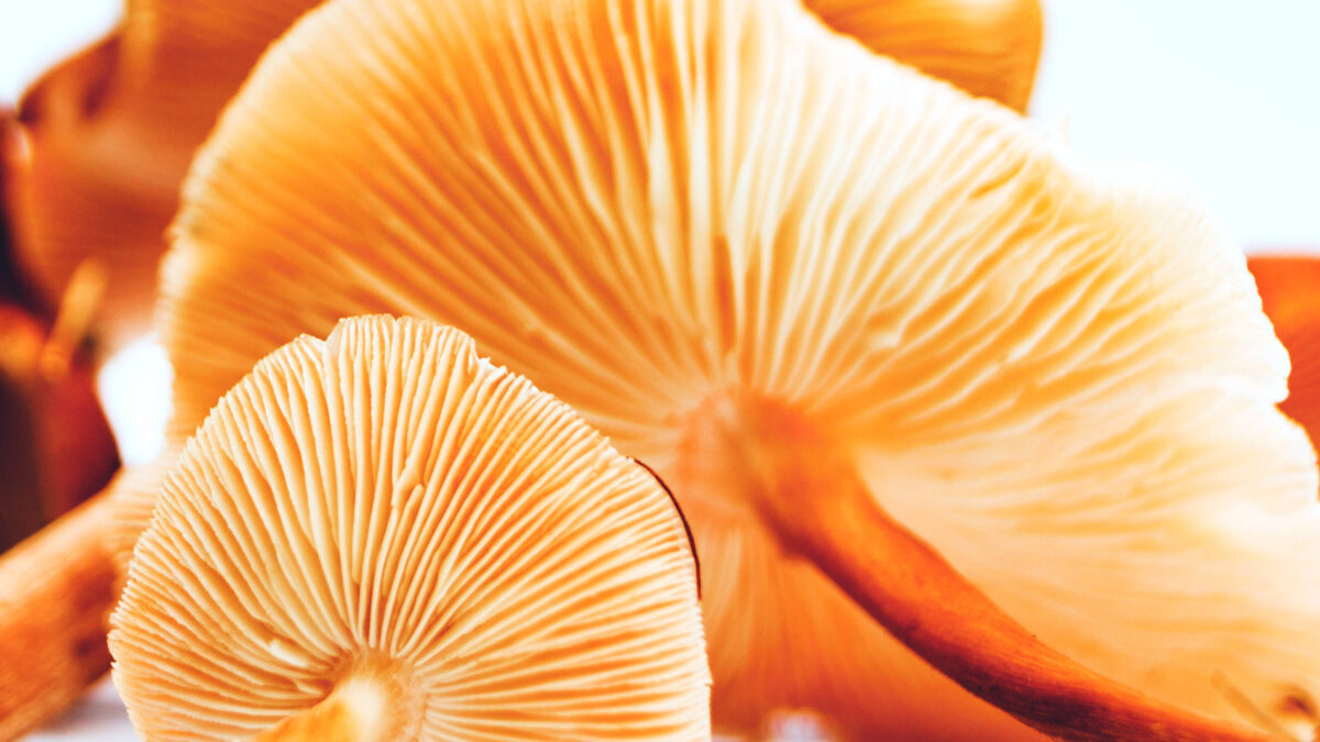 Cordyceps-mushrooms_16x9.jpg