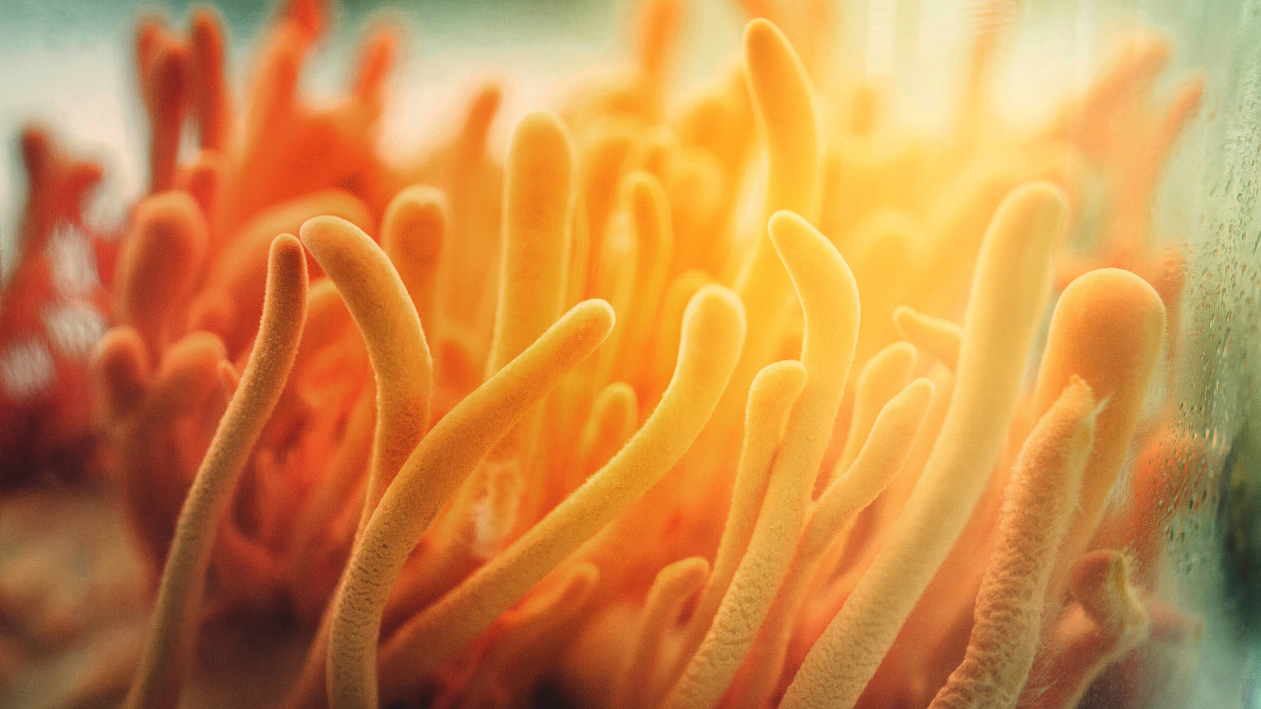 Cordyceps-mushrooms_embed(01).jpg