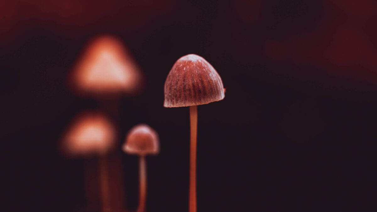 Future-of-Magic-Mushrooms_16x9.jpg