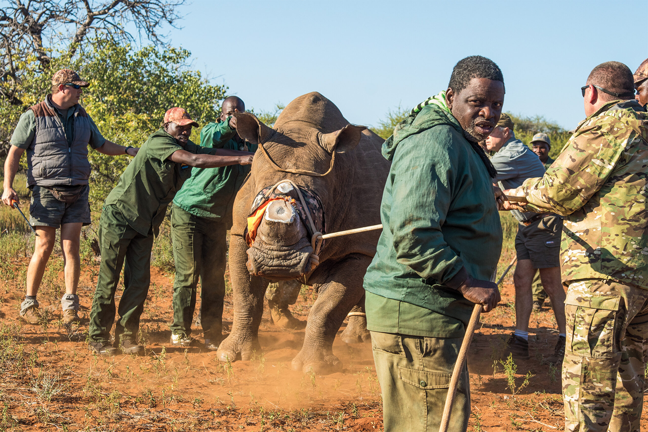 Hearts-and-Minds-and-Rhino-Horns embed02