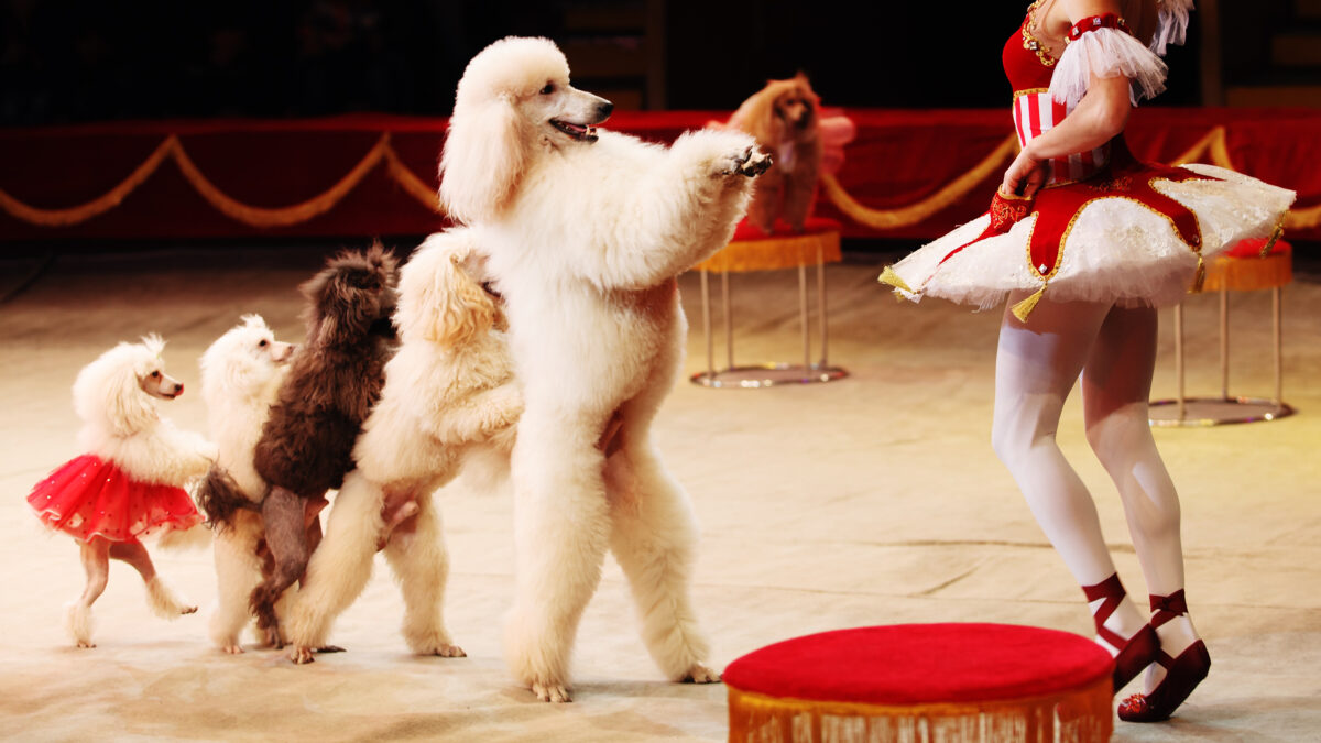 Karem-Biden-Dog-Pony-Show 16x9