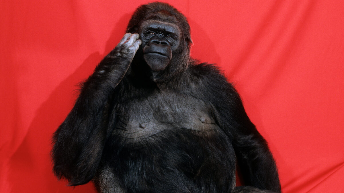 Playboy-Koko-20Q 16x9