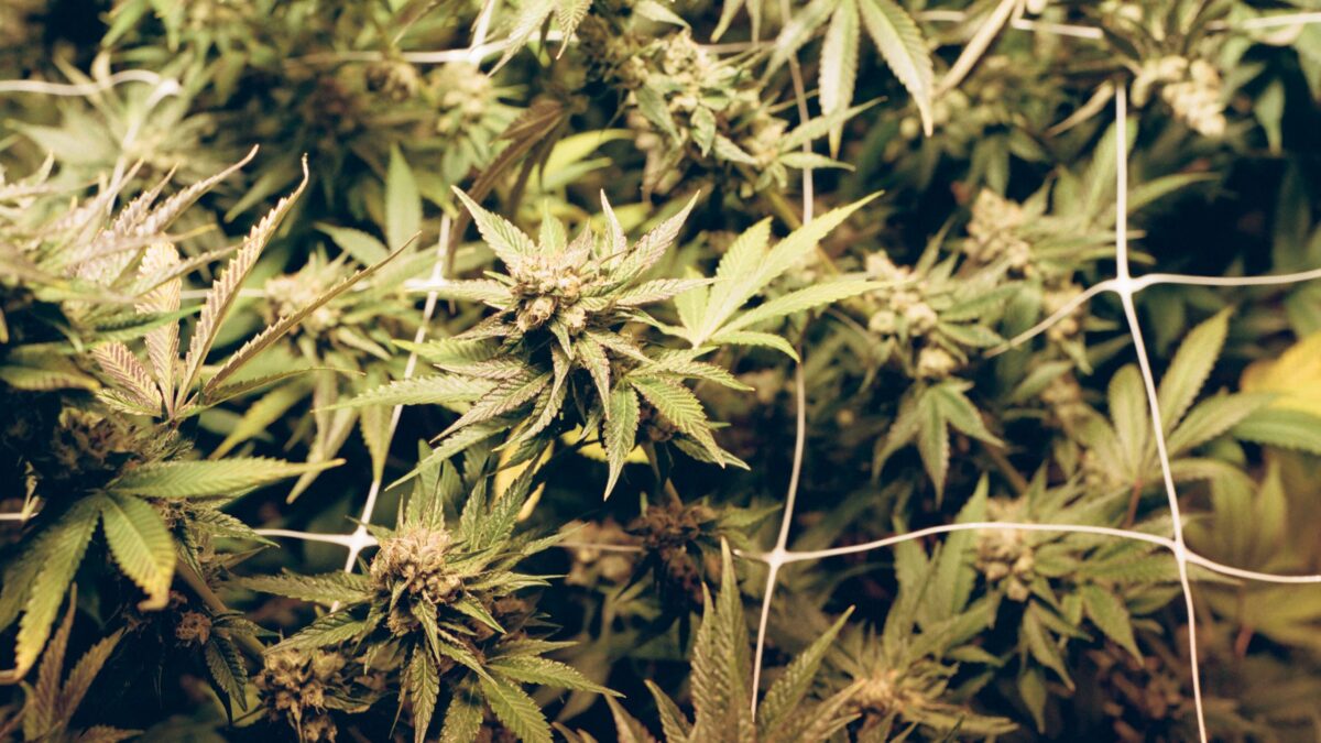Playboy White-Collar-Future-of-Weed 16x9-1