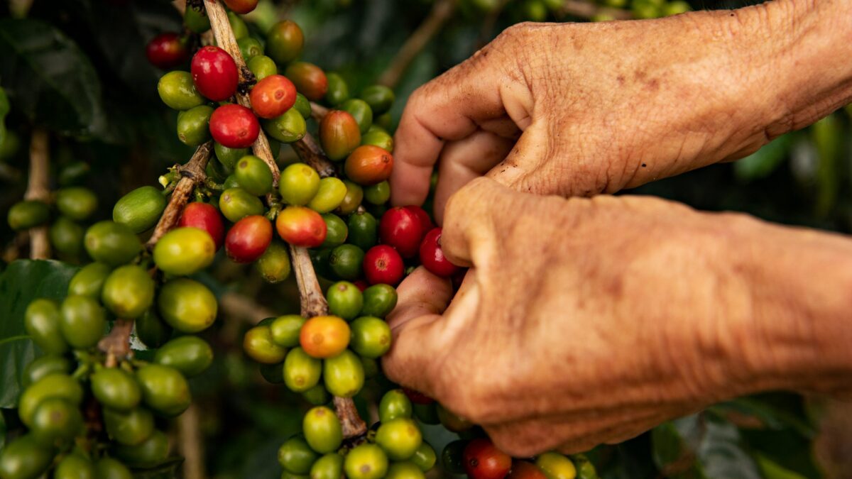 Sustainable-Coffee 16x9