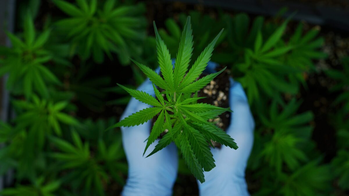 Three-Cannabis-Organizations-Social-Good 16x9