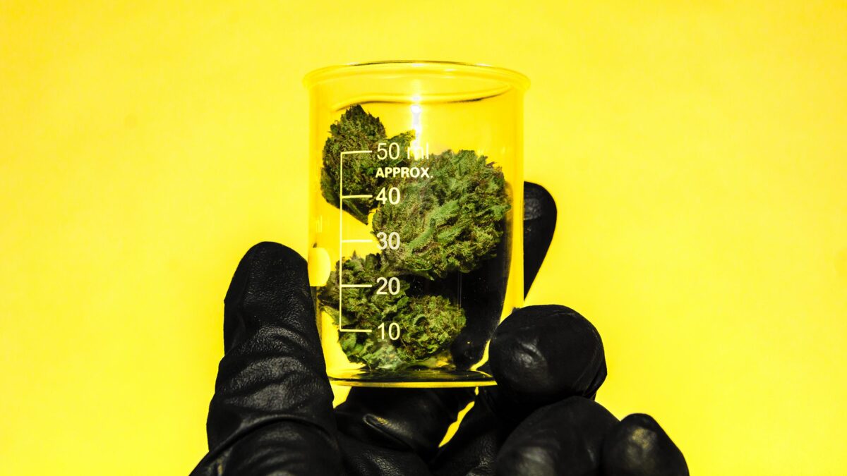 What-the-Election-Means-for-the-Future-of-Cannabis 16x9