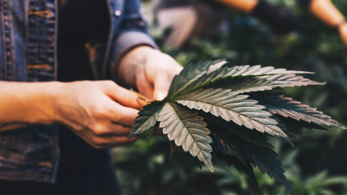 cannabis-brewers_16x9.jpg