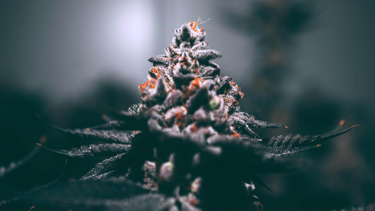 cannabis-tech-SFW16x9.jpg