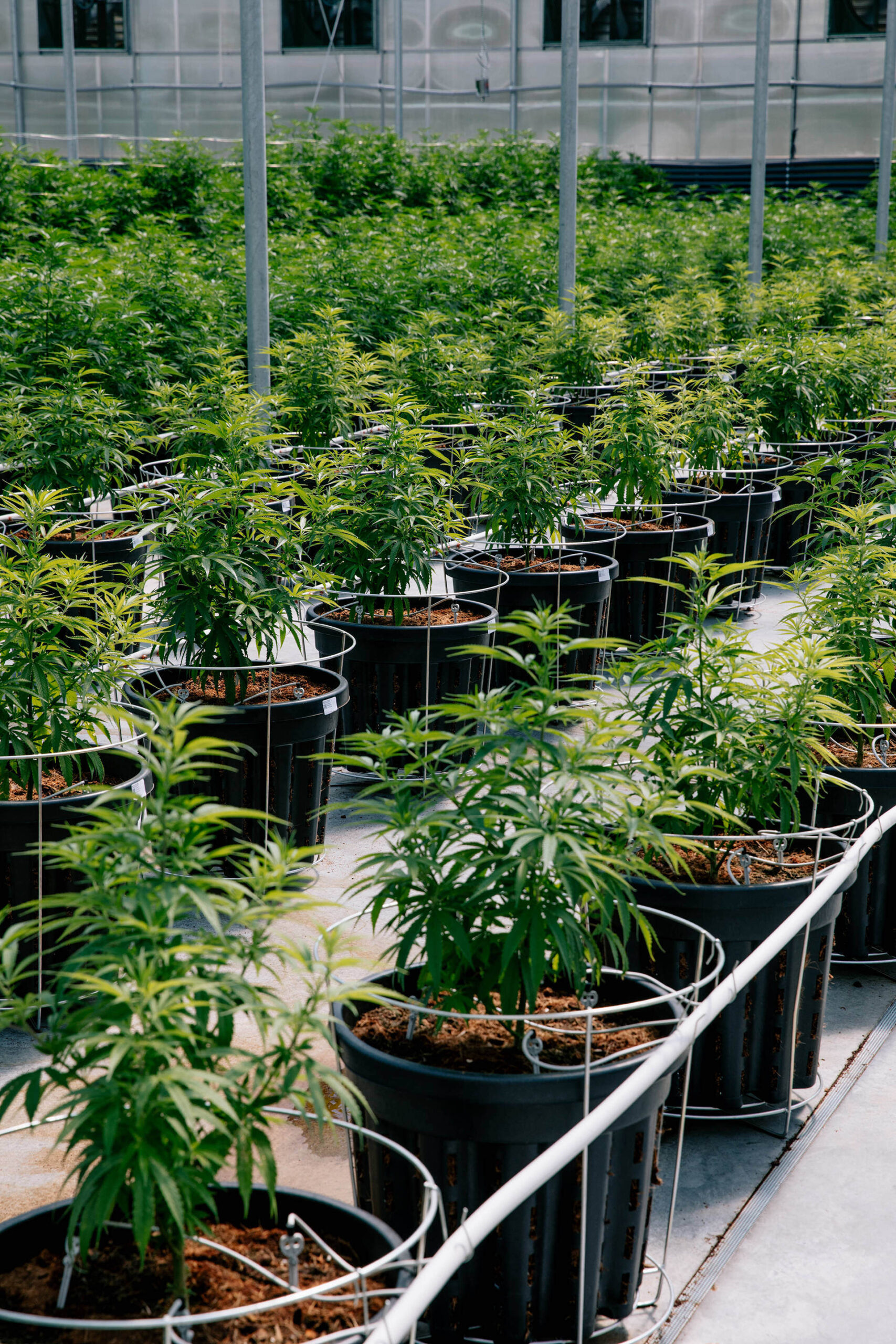 if-weed-farms-looked-like-spaceships_embed(5B).jpg