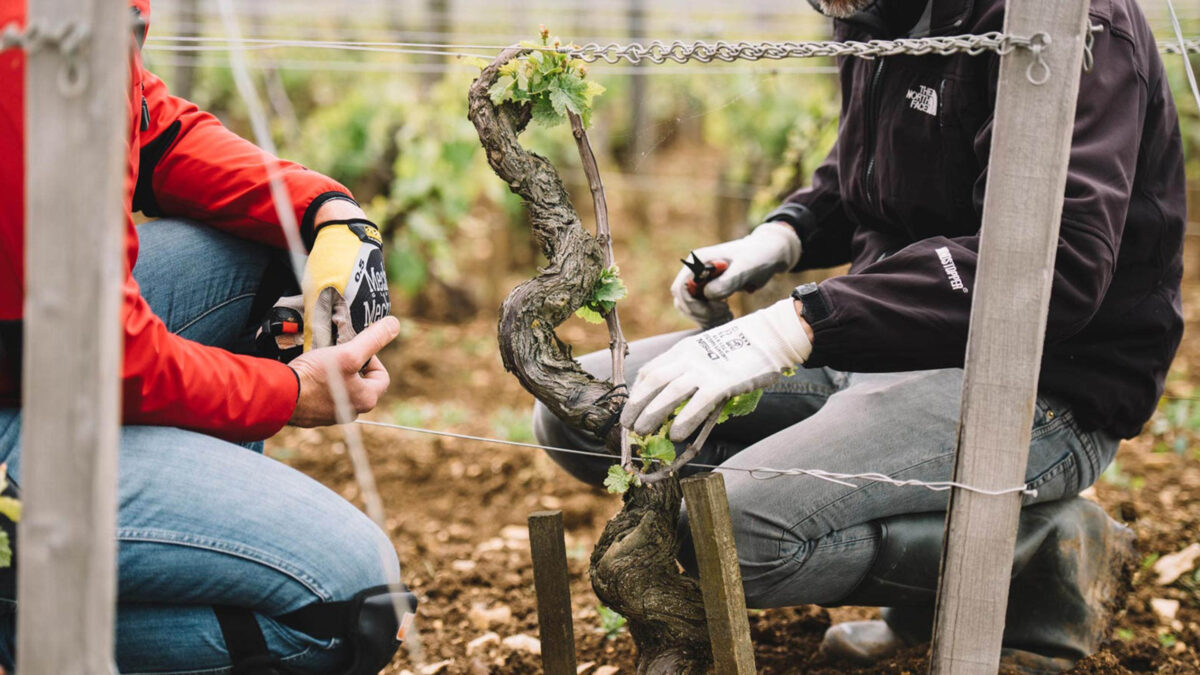 meet-the-company-that-rescues-ailing-vineyards-with-chainsaws-204-16x9.jpg