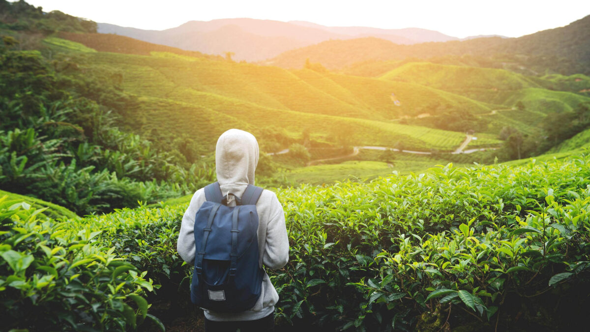 solving-the-mysteries-of-cameron-highlands-125-16x9.jpg